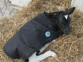 calfcoat72dpi.jpg