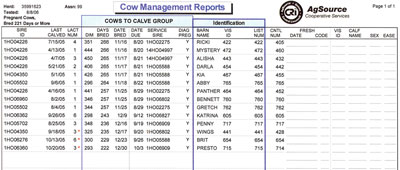 hmocmrcowstocalvegroupsm.jpg